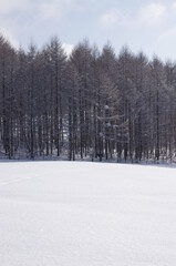 冬のカラマツ林