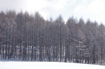 雪原の中　冬の針葉樹林