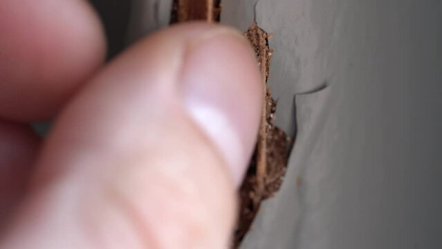 Peeling off a piece of wood revealing termites inside