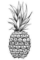 pineapple pencil drawing vector illustration