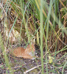 Gato naranja tomando un descanso