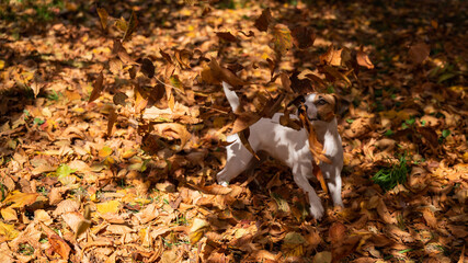 Jack Russell Terrier dog playing in a pile of yellow fallen leaves.  - Powered by Adobe