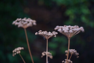 Different grass and shrubs growing in mountainous areas