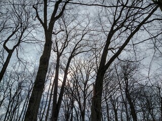 Sun Between January Bare Forest Trees