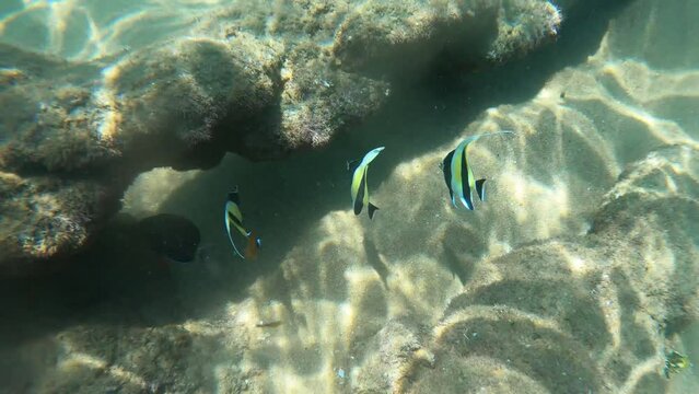 Underwater footage of snorkeling in the crystal clear warm tropical waters of Cape Vida in South Africa.