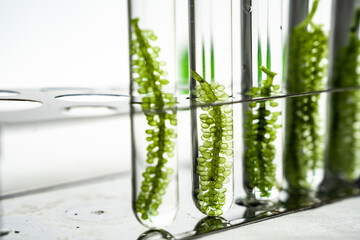 macro microscope closeup shot of green algae water plant with biotechnology science laboratory...