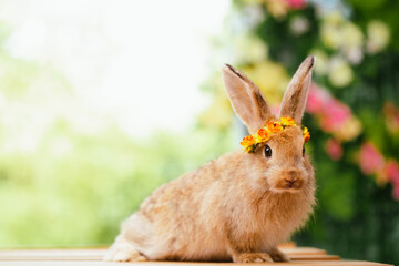 Pet portrait of brown cute rabbit sitting on green grass with blurry nature background, Lovely action of young rabbit, Adorable little pet at home concept