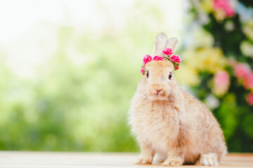 Pet portrait of brown cute rabbit sitting on green grass with blurry nature background, Lovely action of young rabbit, Adorable little pet at home concept