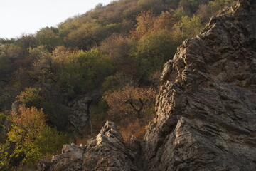 Different grass and shrubs growing in mountainous areas