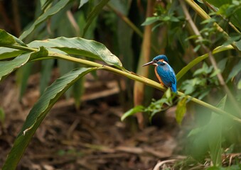 Vibrant kingfisher on a branch waiting for fish in Thekkadi, Kerala