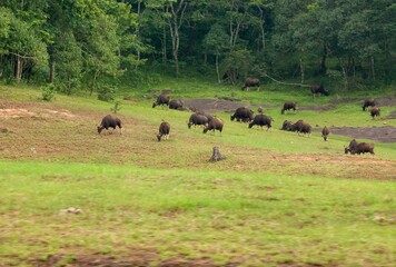 Herd of Indian Bison foraging on a green vibrant field in Thekkadi India