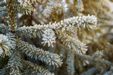 Close-up of Christmas tree with garland light, snow flake. Christmas and New Year holiday abstract background. vintage color tone. Frost on spruce branches.