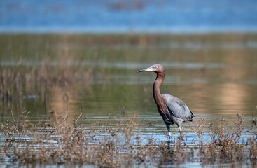 Reddish egret from a low angle foraging in the inner bay of Bolsa Chica in Orange county