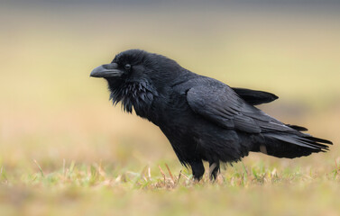 Raven bird ( Corvus corax ) close up