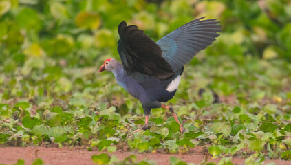 The grey-headed swamphen (Porphyrio poliocephalus) 