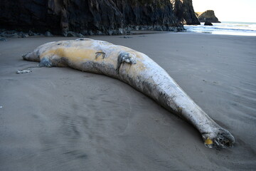 Gray whale washed up on secluded Oregon beach.