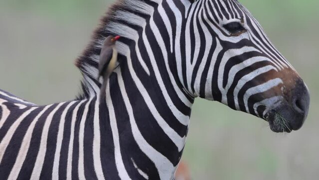 A zebra mingles on the savannah as an oxpecker bird picks ticks off his hide in the Kruger National Park, South Africa 