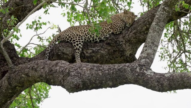 Leopard sleeping up a Marula Tree in the Greater Kruger National Park, South Africa. 