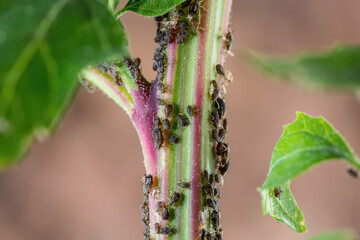 Black Bean Aphid Colony Close-up. Blackfly or Aphis Fabae Garden Parasite Insect Pest Macro