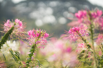 beautiful flower field in the morning