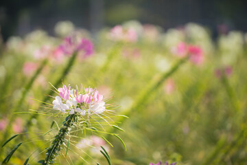 beautiful flower field in the morning