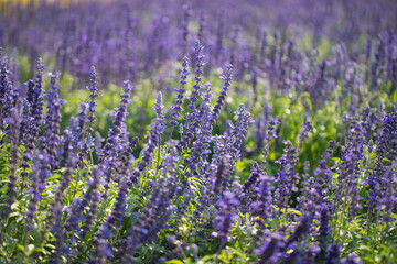 Purple flower field in the morning
