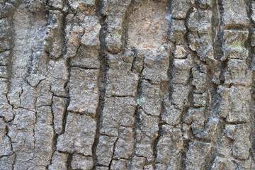 wood bark texture background