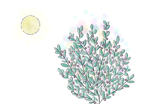 オリーブの木と太陽