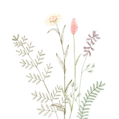 watercolor drawing wild plants, field flowers, hand drawn illustration, floral background