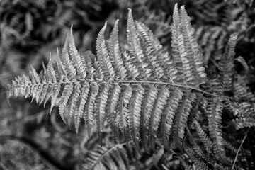 Tropical Fern Leaf Closeup in Monochrome.  