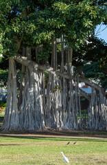 Silver Gray Banyan Tree with Green Leaf Canopy in Hawaii.