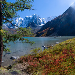 Shore of lake Shavlinskoe with grass and tree among mountains with glaciers and snow in Altai.