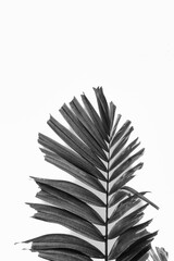 Saw Tooth Palm Frond in Black and White.