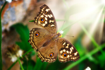 Captured a beautiful Butterfly in my Backyard.