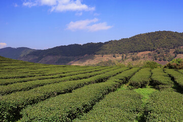 Fototapeta na wymiar tea plantation with mountain background