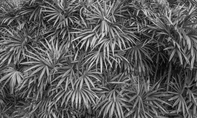 Black and White Pandanus Leaf Background.
