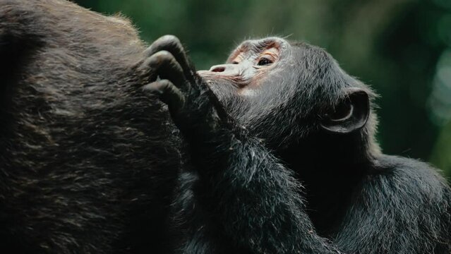 Chimp grooming a member of its troop, looking for parasites; close-up handheld