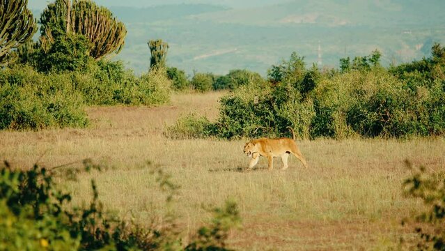 Lioness takes a leisurely walk in the grassland - African wilderness, safari