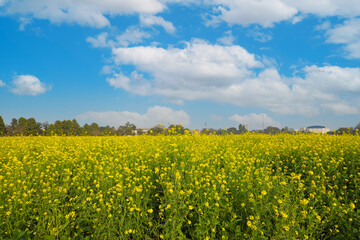 Obraz premium Mustard Flowers in the Field