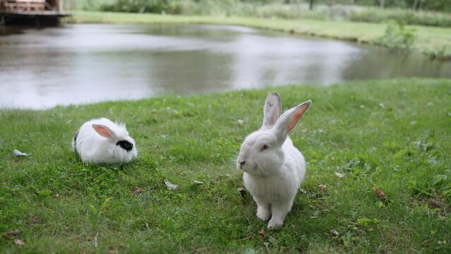 Two cute fluffy long-eared white rabbits sit on green lawn near lake and nibble grass. Domestic rodents walk freely on grass on spring day. Wind creates ripples on the surface of the pond.