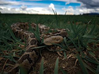 Crotalus aquilus.