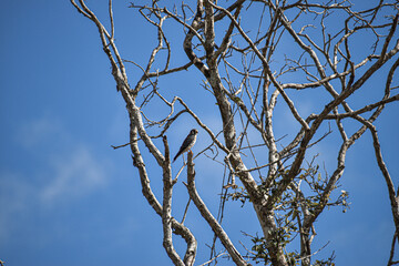Cernícalo Americano (Falco sparverius)