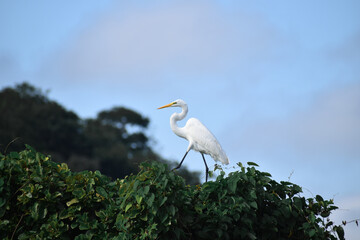 Garza Blanca (Ardea alba)