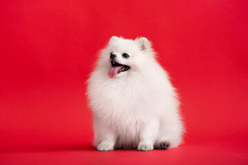 Dog breed pomeranian spitz funny sits on a red background