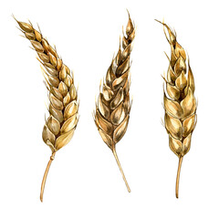 Wheat ear set watercolor illustration isolated on white background. Spikelet of rye, barley, grains...