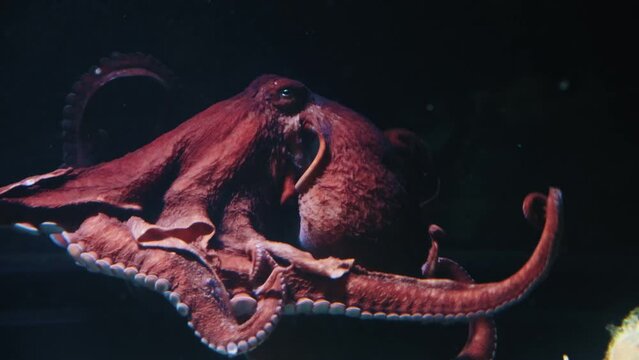 Big splendid octopus floats on a black background