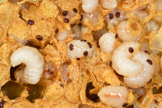 Varroa destructor