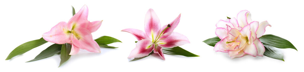 Set of beautiful pink lilies on white background
