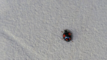 Ladybug insect in the garden, spring, summer time