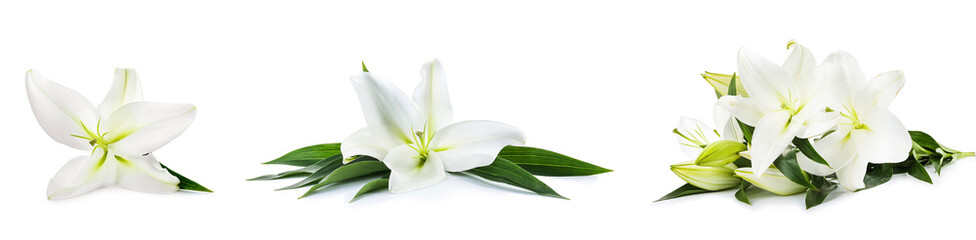 Set of beautiful lilies on white background